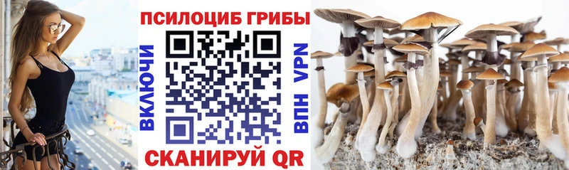 Псилоцибиновые грибы Psilocybe Прохладный